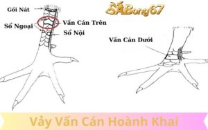 Vảy Vấn Cán Hoành Khai