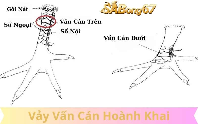 Vảy vấn cán hoành khai ở vị trí nào tốt Vảy vấn cán hoành khai ở vị trí nào tốt
