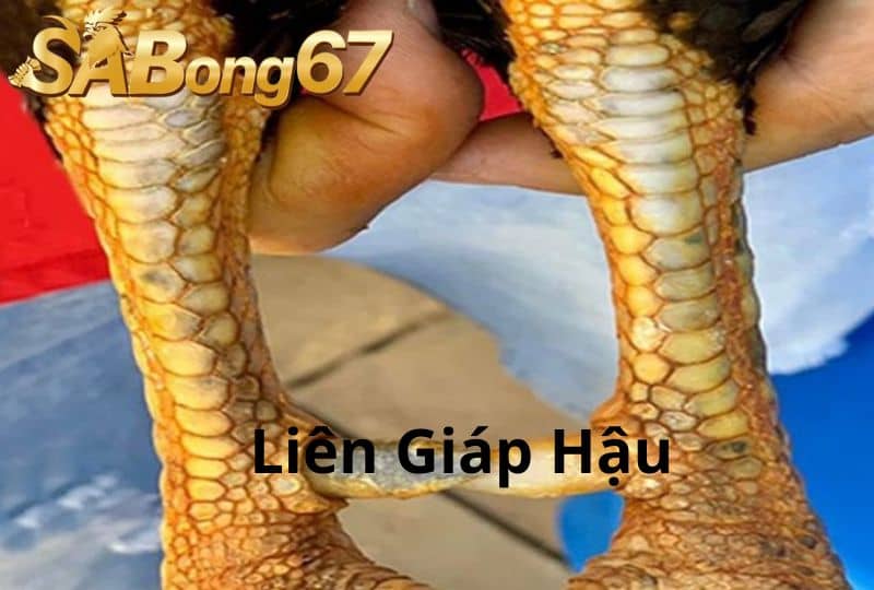 Vảy liên giáp hậu nằm ở phần sau cẳng gà Vảy liên giáp hậu nằm ở phần sau cẳng gà