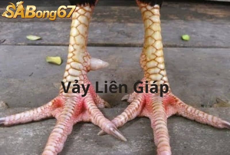 Vảy liên giáp một miếng vảy lớn và có đường nứt nhỏ ở giữa Vảy liên giáp một miếng vảy lớn và có đường nứt nhỏ ở giữa