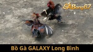 Giới thiệu về Bồ Gà GALAXY Long Bình