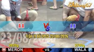 Trận 11 CPC5 23/08/2026 – Gà Xanh Đá Quá Nhanh Quá Nguy Hiểm