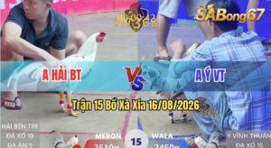 Trận 15 Xà Xía 16/08/2026 – Gà Anh Hải Đá Cựa Đâm Như Máy Khâu