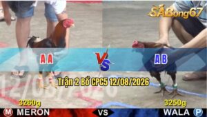 Trận 2 CPC5 12/08/2026 – Gà Đỏ Đá Cái Bo Quá Lực, Xanh Bỏ Chạy