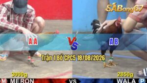 Trận 1 CPC5 18/08/2026 – Gà Đỏ Đá Gà Xanh Không Kịp Trở Mình