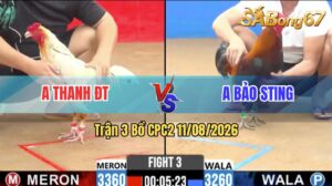 Trận 3 CPC2 11/08/2026 – Idol Bảo Sting Làm Thịt Anh Thanh ĐT