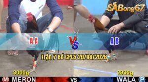 Trận 7 CPC5 20/08/2026 – Gà Xanh Không Cho Gà Đỏ Có Đường Phản