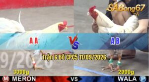Trận 6 CPC5 11/09/2026 – Gà Xanh Đá Cựa Đâm Như Giang Hồ