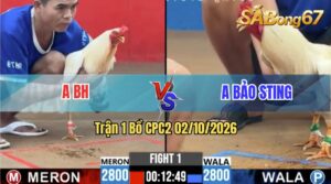 Trận 1 CPC2 02/10/2026 – Gà Cọp Idol Bảo Sting Ra Quân Có Khác