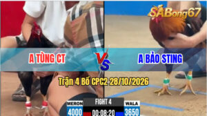 Trận 4 CPC2 28/10/2026 – Idol Bảo Sting Nài Gà Quá Đẳng Cấp